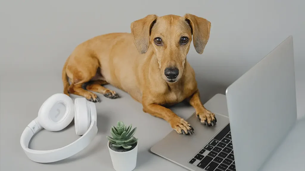 blog markpet 21 10 -