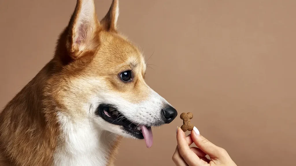 blog 4 markpet 1 -